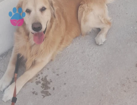 Golden Retriever Yuva Arıyor