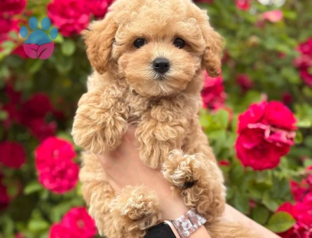 TOY POODLE SEVİMLİ YAVRULAR EV ÜRETİMİ - 4857