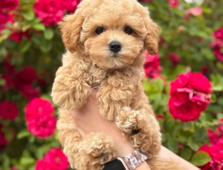 TOY POODLE SEVİMLİ YAVRULAR EV ÜRETİMİ - 4857