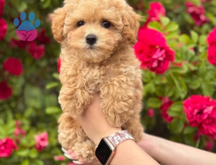 TOY POODLE SEVİMLİ YAVRULAR EV ÜRETİMİ