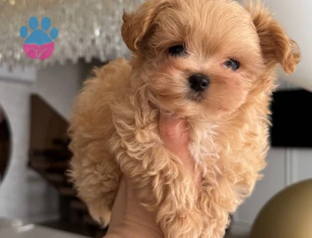 MALTİPOO CİNSİ YAVRULAR EV ÜRETİMİ