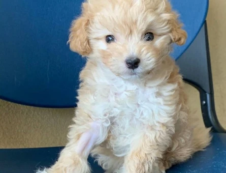 MALTİPOO CİNSİ YAVRULAR EV ÜRETİMİ - 4858