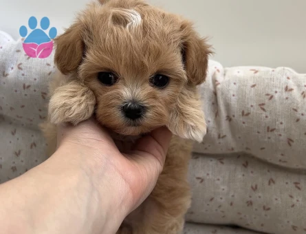 Mini maltipoo bebekler