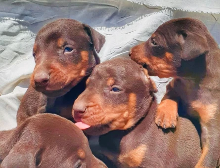 A kalite doberman yavrular - 4864