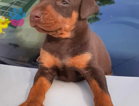 A kalite doberman yavrular