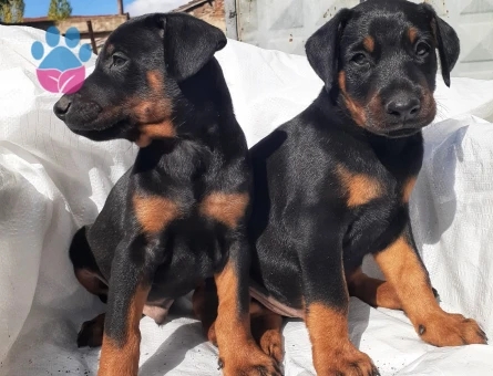 A kalite doberman yavrular