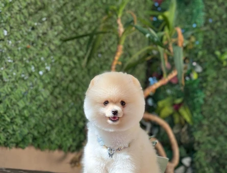 A KALİTE POMERANİAN BOO YAVRUMUZ - 4865