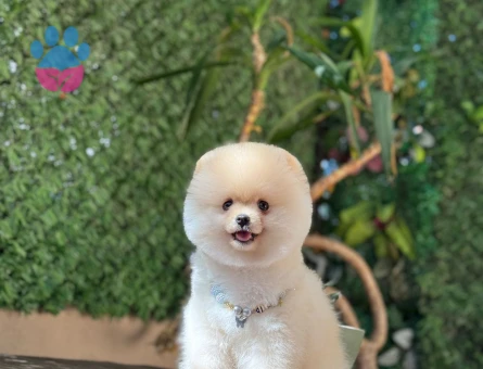 A KALİTE POMERANİAN BOO YAVRUMUZ