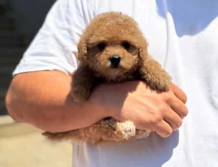 BABY FACE MALTİPOO YAVRUMUZ - 4867