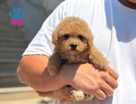 BABY FACE MALTİPOO YAVRUMUZ