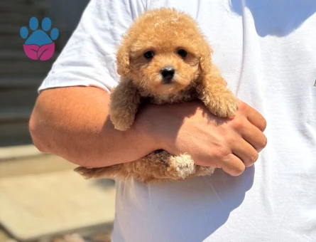 BABY FACE MALTİPOO YAVRUMUZ