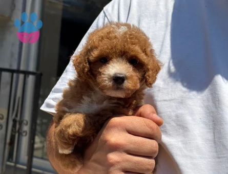A CLASS MALTİPOO YAVRUMUZ