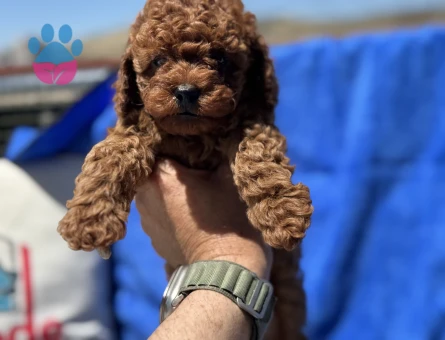 Petmode köpek çiftliğinden kore toy poodle yavrularımız - 4870
