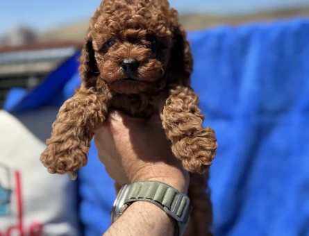 Petmode köpek çiftliğinden kore toy poodle yavrularımız - 4870