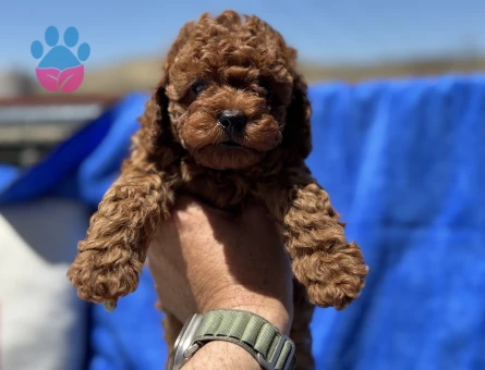 Petmode köpek çiftliğinden kore toy poodle yavrularımız