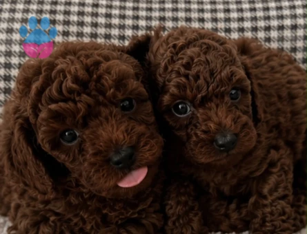 KORE VE TOY POODLE