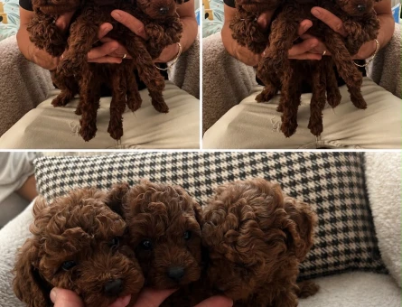 KORE VE TOY POODLE - 4871