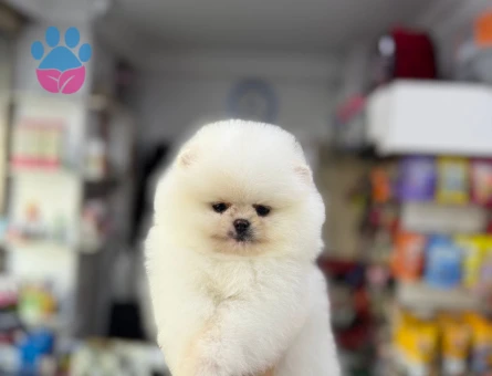 POMERANİAN BOO AYI SURAT BEBEKLER - 4872