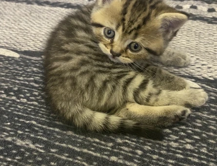 British Shorthair Erkek Yavru – Yeni Ailesini Arıyor - 4875