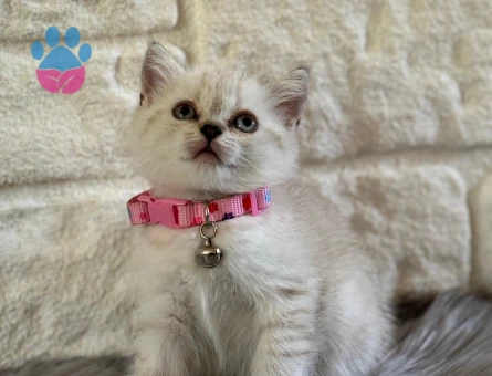 British Shorthair Dişi Point Yuva Arıyor