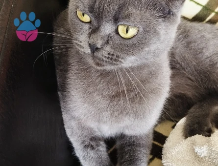 Scottish fold ücretsiz sahiplendirme