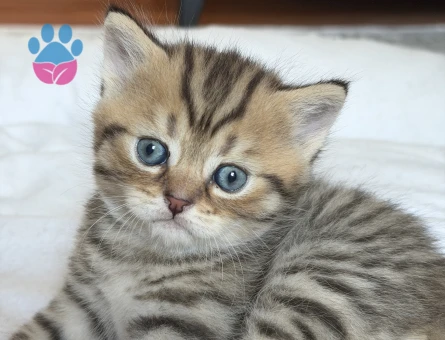 2 British Longhair Yavru Kedi