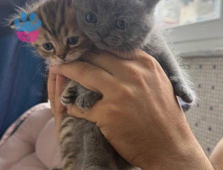 2 British Longhair Yavru Kedi