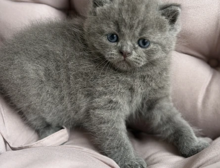2 British Longhair Yavru Kedi - 6076