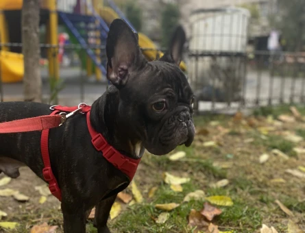 French bulldog - 6077