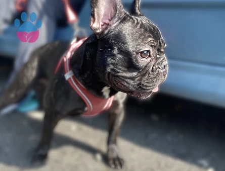 French bulldog