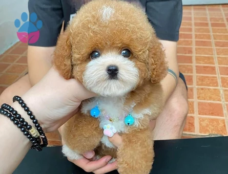 Toy Poodle bebeklerimiz