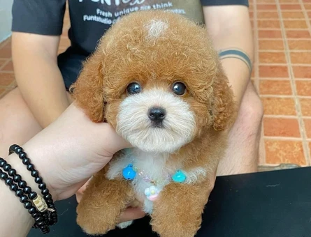 Toy Poodle bebeklerimiz - 6079