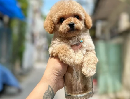 Süper yavrularımız gelmiş Poodle - 6080