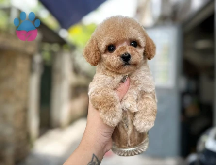 Süper yavrularımız gelmiş Poodle