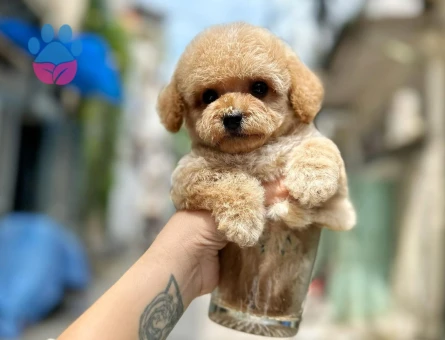 Süper yavrularımız gelmiş Poodle
