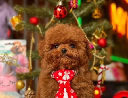 Kore bebişler poodle - 6081