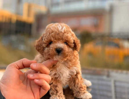 Efsane eşi benzeri yok Poodle - 6083