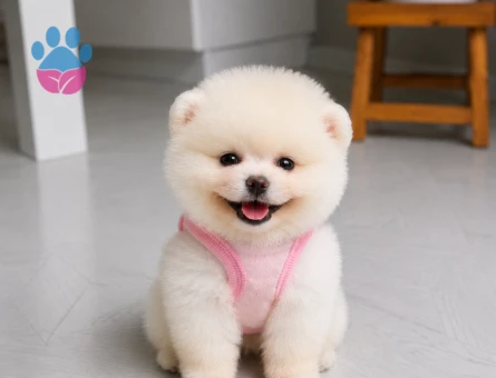 Ruhsatlı Üretim Teddy Face Pomeranian Boo Yavrusu