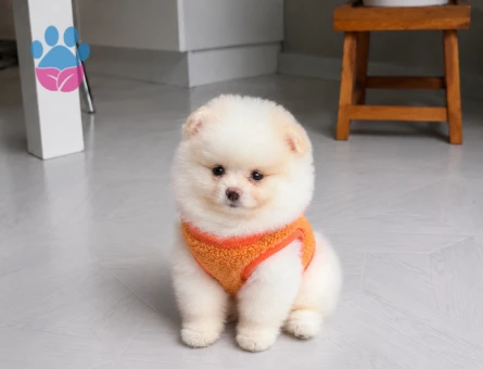 Oyuncu ve Sevecen Pomeranian Boo Yavrusu