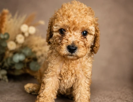 TOY POODLE SEVİMLİ YAVRULAR EV ÜRETİMİ - 6092