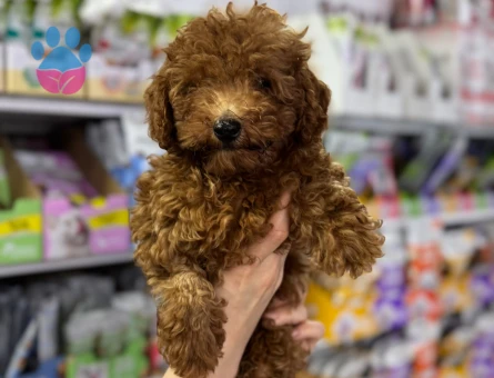 TOY POODLE SEVİMLİ YAVRULAR EV ÜRETİMİ