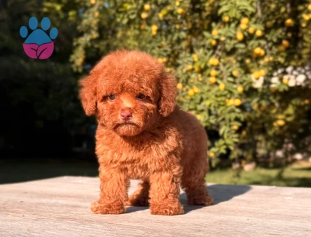 TOY POODLE SEVİMLİ YAVRULAR EV ÜRETİMİ