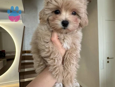 MALTİPOO CİNSİ YAVRULAR EV ÜRETİMİ - 6094
