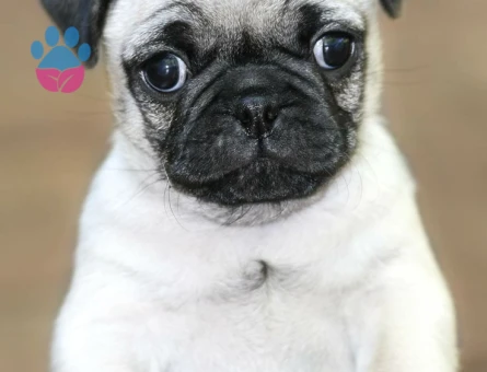 PUG MOPS YAVRULAR EV ÜRETİMİ