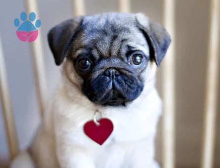 PUG MOPS YAVRULAR EV ÜRETİMİ