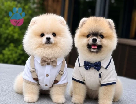 POMERRİAN boo yavrular - 6096