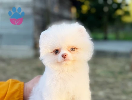 POMERRİAN boo yavrular