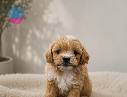 Baby face maltipoo bebekler - 6097