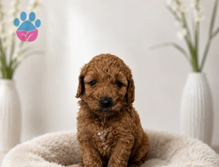 Mini boy maltipoo yavrular - 6098
