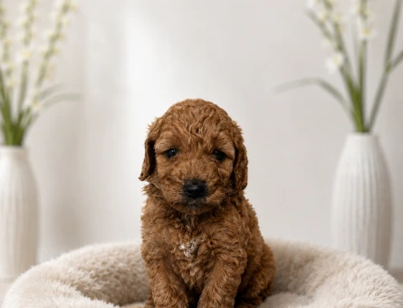 Mini boy maltipoo yavrular - 6098